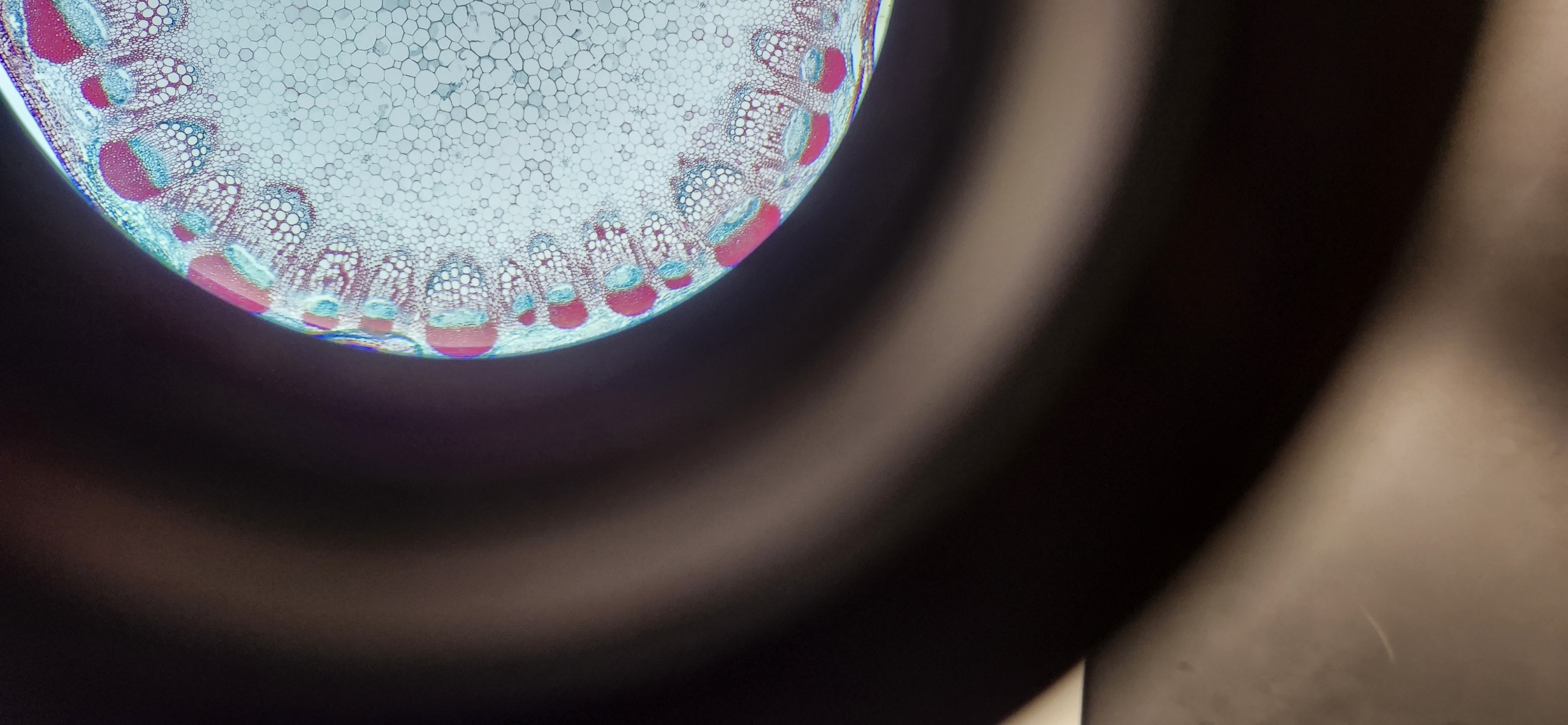 <p>What is the kingdom, phylum, and genus of the organism?</p>