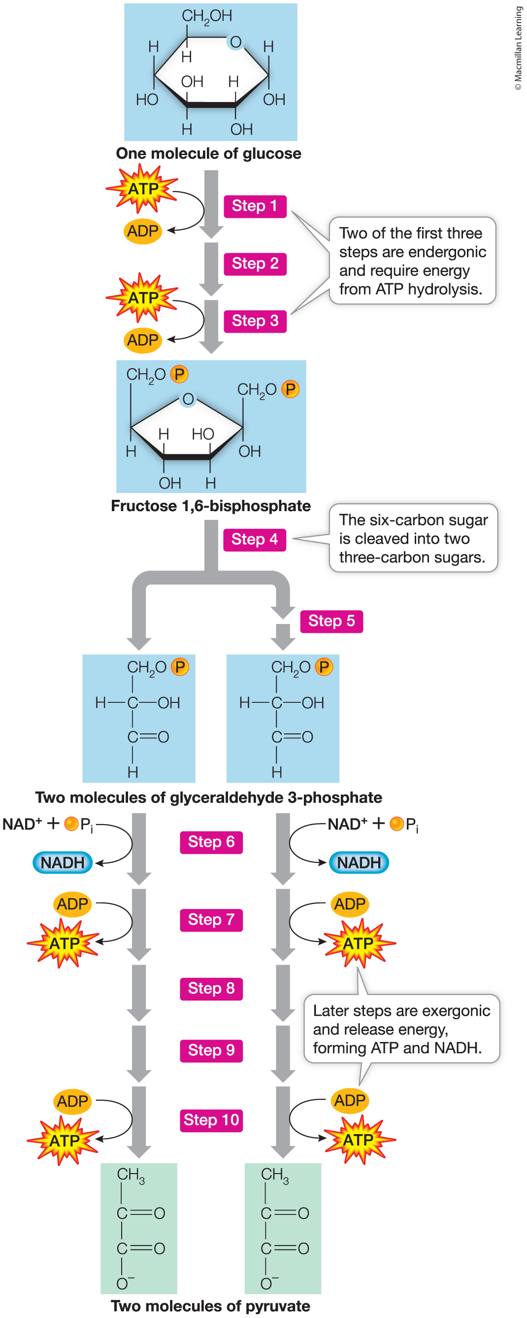 <p>Glyceraldehyde 3-phosphate (G3P)</p>