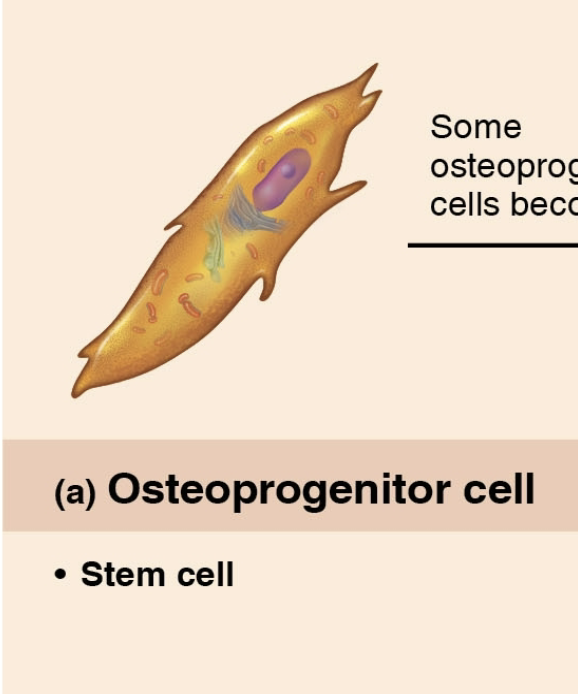 <p>A stem cell derived from mesenchyme that specializes to form bone tissue</p>