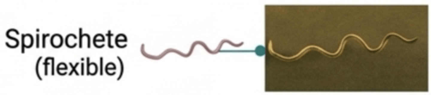 <p>A flexible spiral-shaped bacterium that moves using axial filaments.</p>