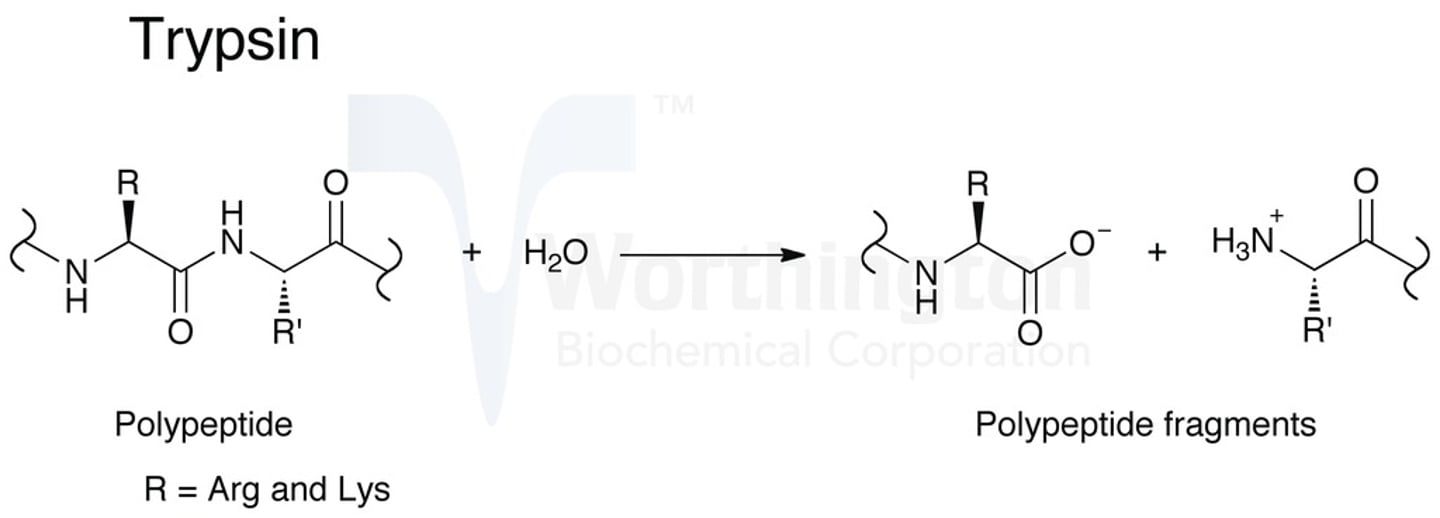 <p>It cleaves at the carboxyl side of lysine and arginine and activates other zymogens.</p>