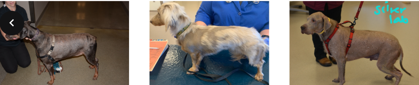 <p>what diseases are these?</p>