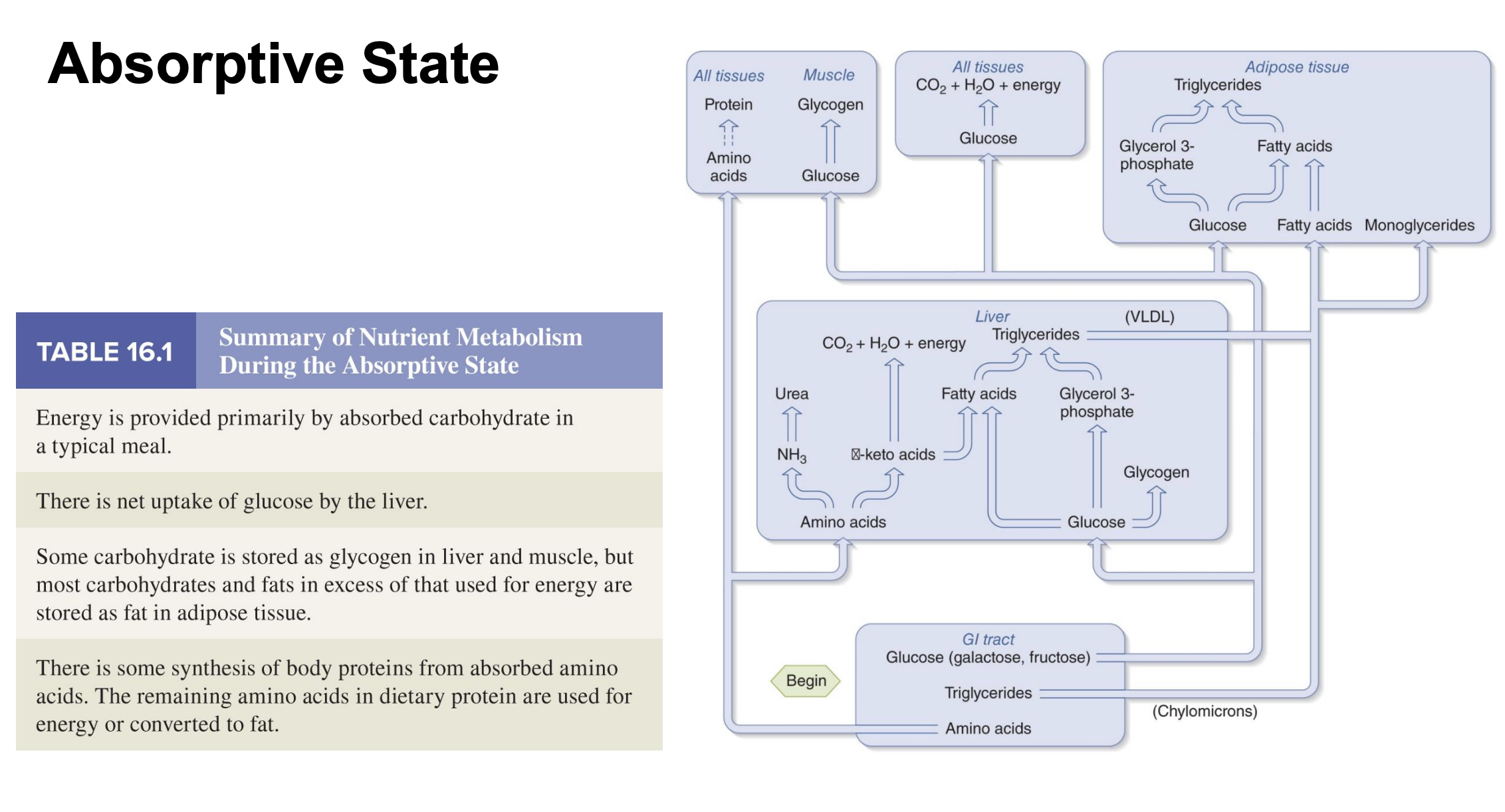 <p>*high insulin levels; goal=store</p><p><u>Glucose: </u></p><p>-used for energy by most cells</p><p>-max out glycogen stores</p><p>-extra converted to fat and stored</p><p><u>Amino acids:</u></p><p>-used for protein synthesis</p><p>-extra converted to fat</p><p><u>Fats:</u></p><p>-used for energy (except brain)</p><p>-extra store in adipose</p><p>*muscles burn fat if lower intensity activity (ex walking=50%), if higher intensity use more glucose bc use less O2 and easier to break down</p>
