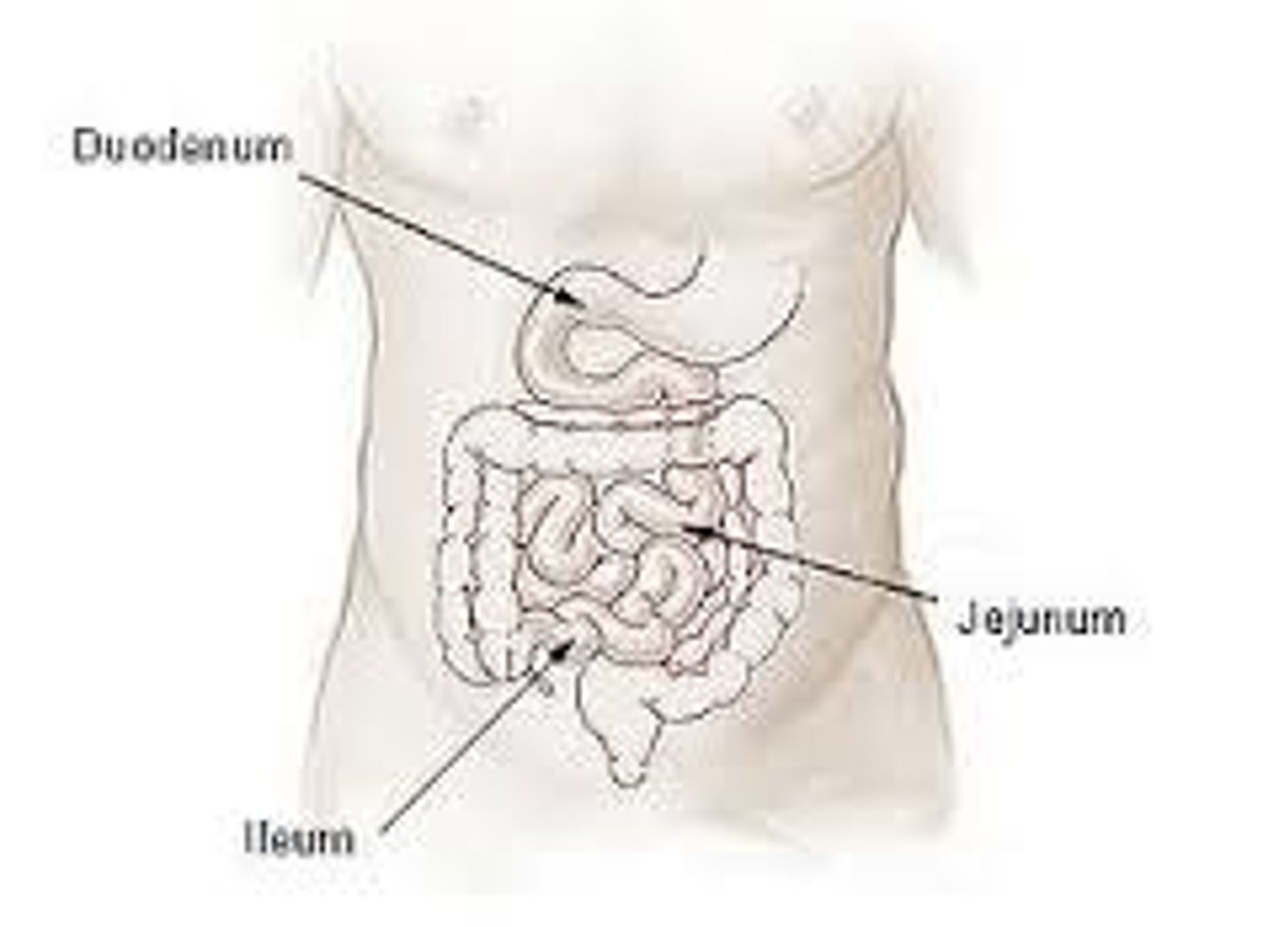 <p>The place where most chemical digestion and absorption of food takes place.</p>