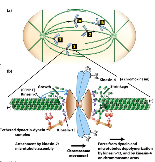 <ul><li><p><strong>Poleward MT flux</strong> = treadmilling = addition to (+) ends of spindle MTs by <u>Kin-7</u> + (-) ends depolymerized by <u>Kin-13</u>  </p></li><li><p><strong>Polar Ejection Force</strong> = move chromosomes away from spindle poles = <u>Chromokinesins</u> (Kin-N kinesins on chromosome arms) </p><ul><li><p>Move to (+) ends of polar MTs </p></li><li><p>AWAY from spindle poles </p></li></ul></li></ul><p></p>