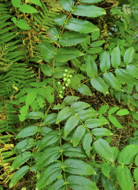 spiky dull leaves, >= 9 leaflets (overcompensating)