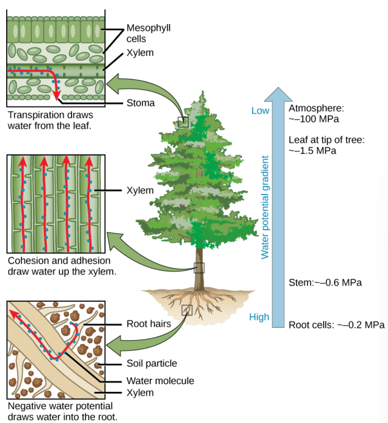 <ul><li><p>most widely accepted model for movement of water in vascular plants</p></li><li><p>combines the process of capillary action with transpiration (evaporation of water from the plant stomata) → transpiration is the main driver of xylem water movement combined with the effects of capillary action </p></li><li><p>cohesion-tension model:</p></li></ul><ol><li><p><strong>transpiration</strong> (evaporation) occurs bc stomata in leaves are open to allow gas exchange for photosynthesis → as transpiration occurs, evap of water deepens meniscus of water in the leaf → creates negative pressure (tension/suction)</p></li><li><p><strong>tension</strong> created by transpiration pulls water in the plant xylem → drawing water upward like sucking water through a straw</p></li><li><p><strong>cohesion </strong>causes more water molecules to fill the gap in the xylem as the top-most water is pulled toward end of the meniscus within the stomata</p></li></ol><p></p><ul><li><p><span>transpiration results in a phenomenal amount of negative pressure within the xylem vessels and tracheids, which are structurally reinforced with lignin to cope with large changes in pressure. The taller the tree, the greater the tension forces (and thus negative pressure) needed to pull water up from roots to shoot</span></p></li></ul><p></p>