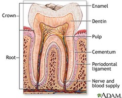 <p>Visible part of the tooth (covered in enamel) </p><p>*Coronal direction if going upwards</p>