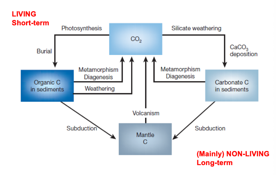 <p>The carbon cycle:</p>