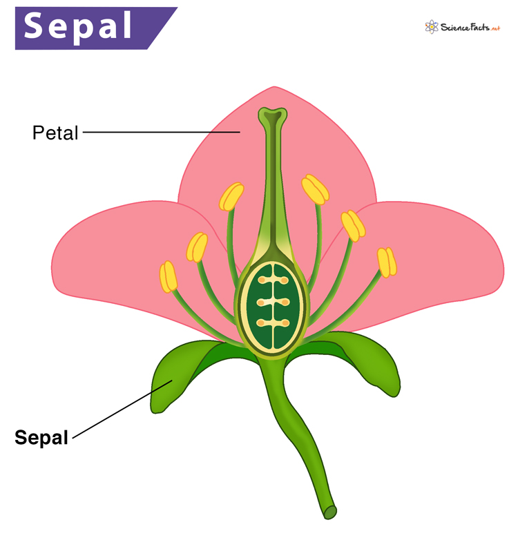 <p>Sepal</p>