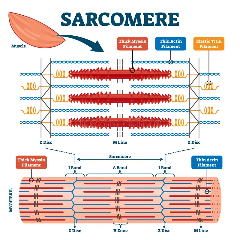 <p>Sarcomere</p>