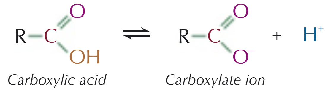 <p>Weak acids:</p><ul><li><p>in water, they partially dissociate to form a carboxylate ion &amp; a H<sup>+ </sup>ion</p></li><li><p>equilibrium lies to the left, as most of the molecules don’t dissociate</p></li></ul><p></p>
