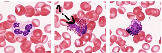 <p>Identify the leukocyte:</p>