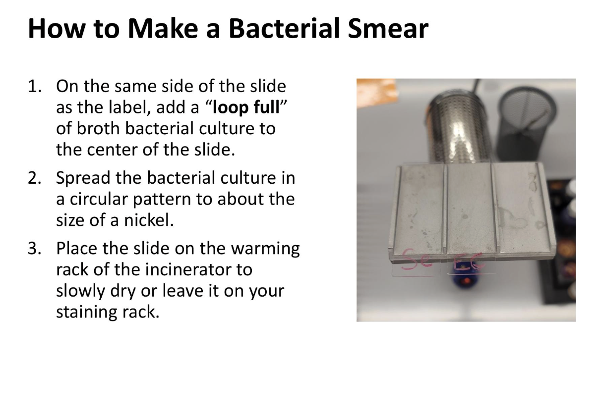<p>how to make a bacterial smear</p>