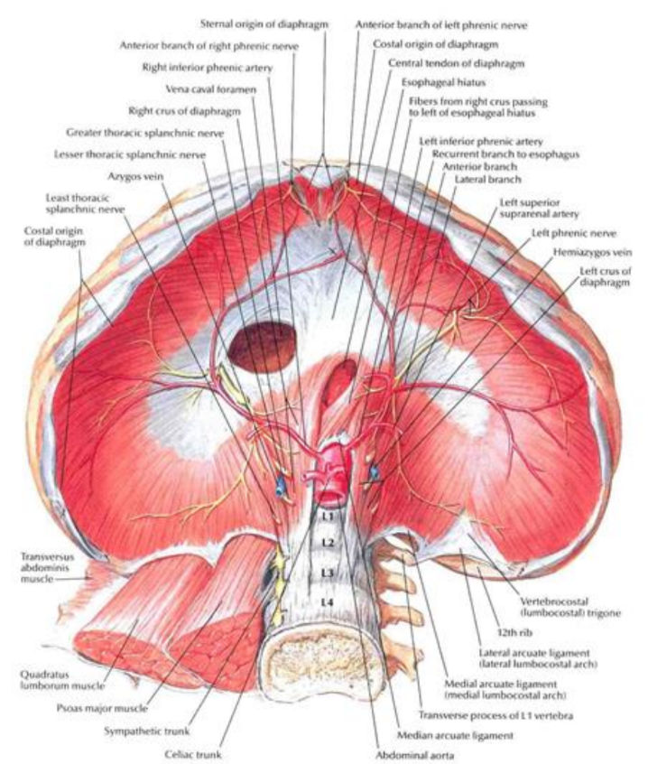<p>1) <u>Sternal </u>- back of xiphoid process</p><p>2) <u>costal</u>- internal surface cost cart</p><p>3) <u>lumbar</u>- med/lat arcuate ligaments + crura fibers => central tendon</p>