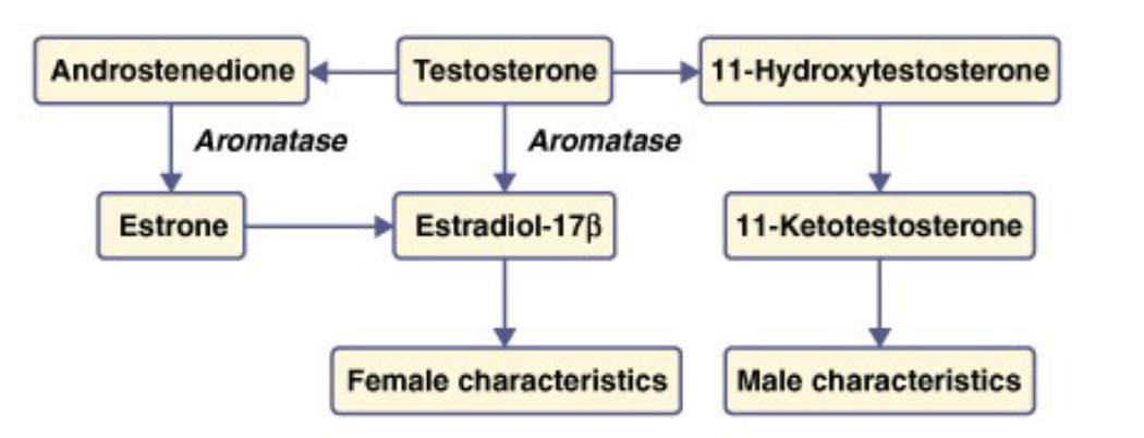 <ul><li><p>protogynous</p><ul><li><p>female first → male later in life</p></li></ul></li><li><p>protandrous</p><ul><li><p>male first → female later in life</p></li></ul></li></ul><p></p>