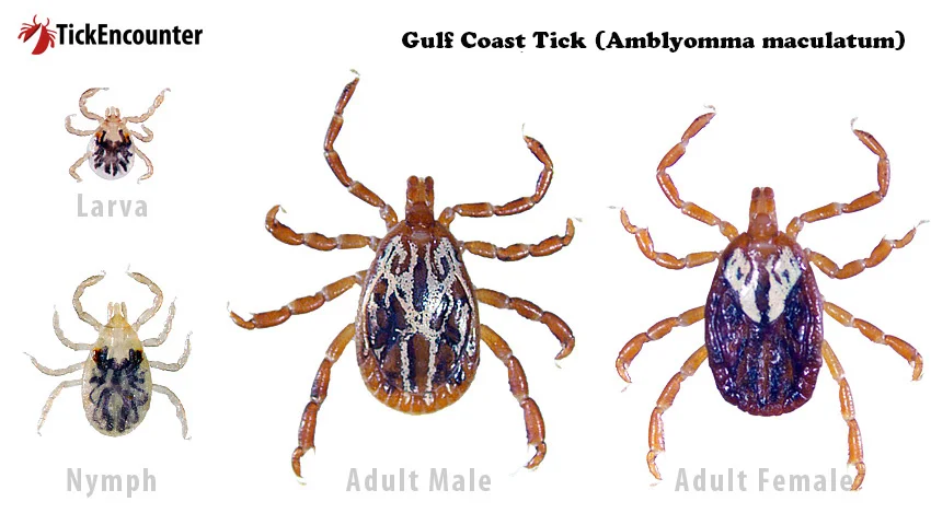 <p>Amblyomma maculatum</p>