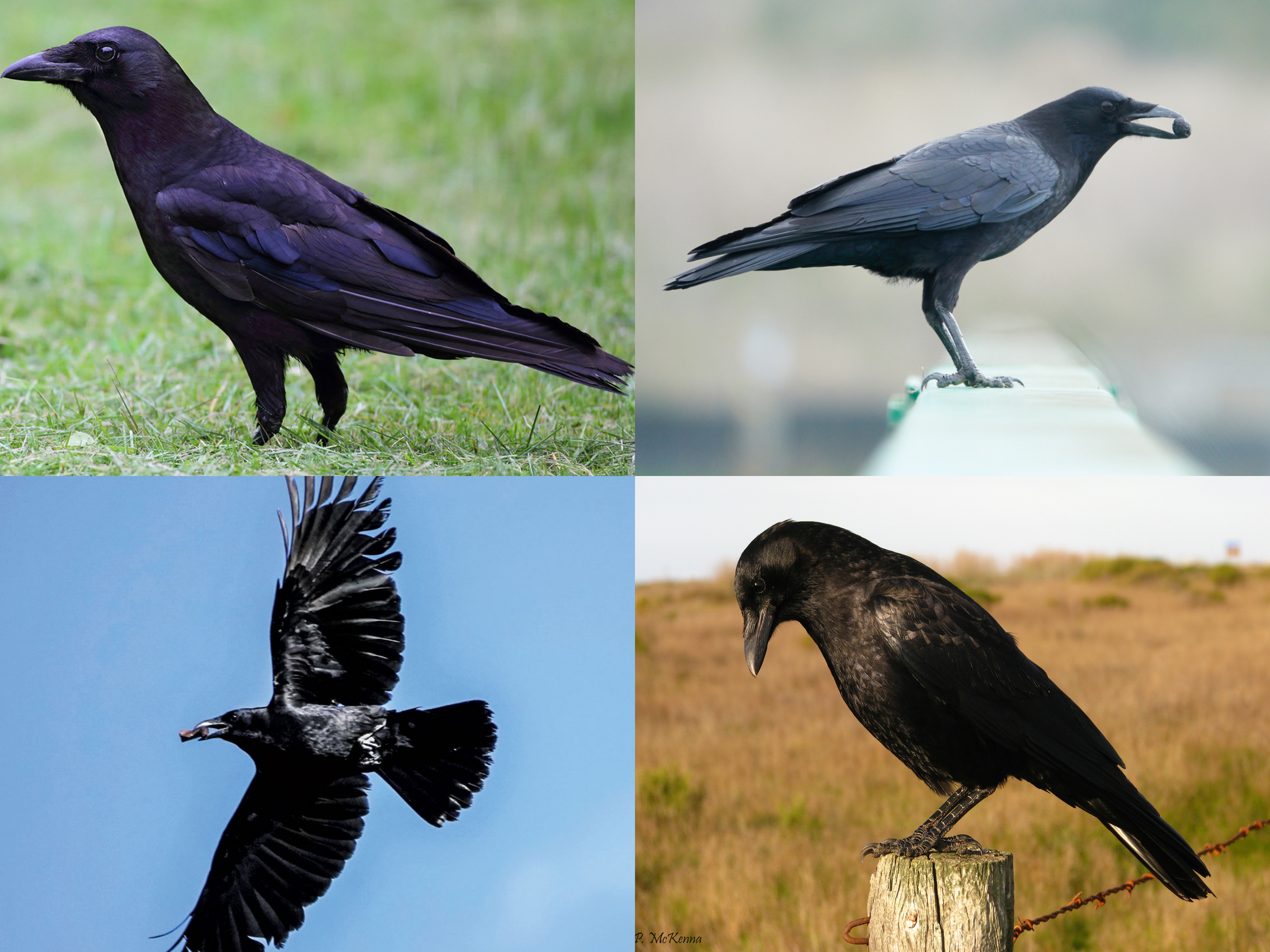 <p>Order: Passeriformes</p><p>Family: Corvidae</p><p>CN: American Crow</p><p>Alpha Code: AMCR</p>