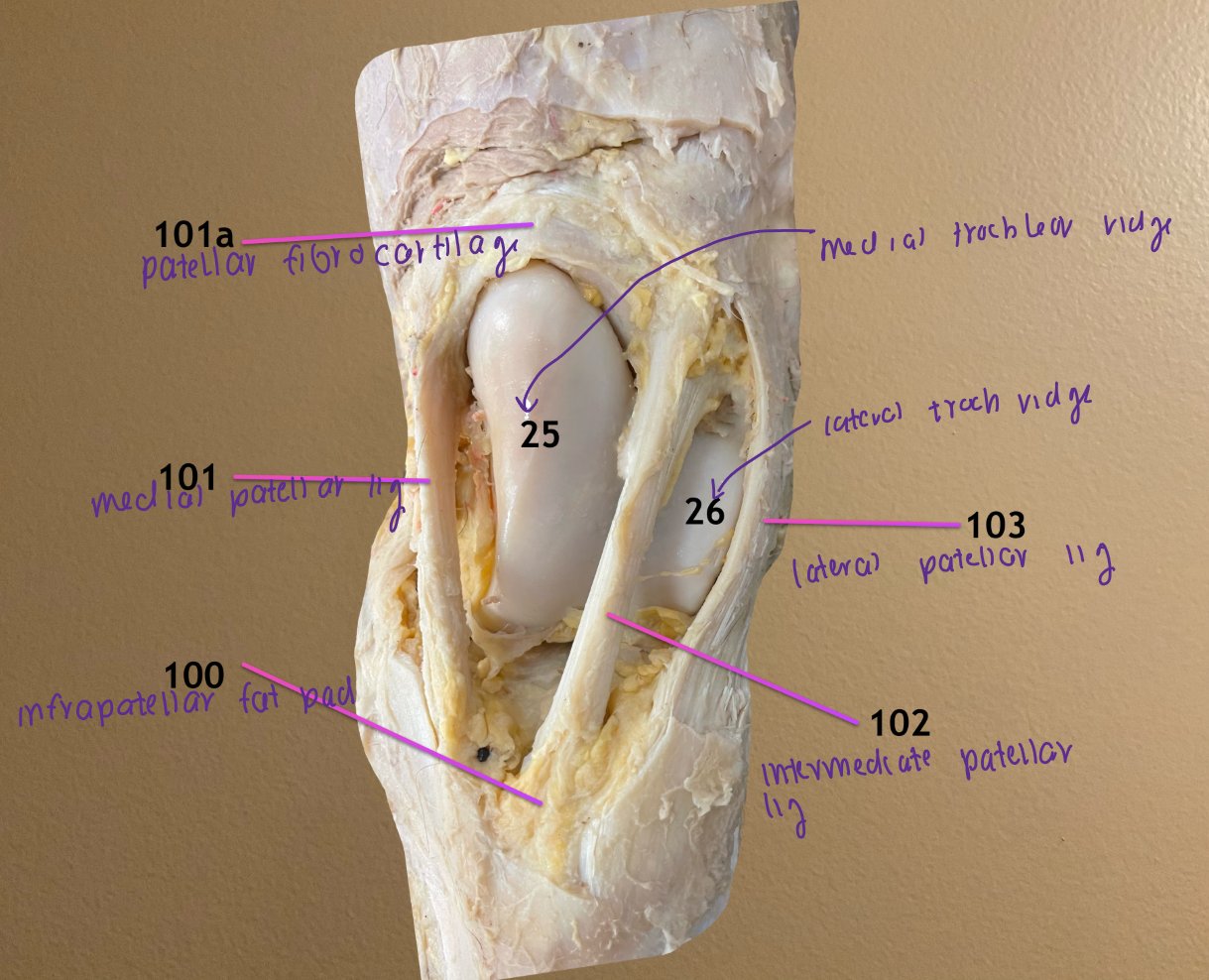 <ol start="100"><li><p>infrapatellar fat pad</p></li></ol><p>101a. patellar fibrocartilage: hooks behind an enlargment on dorsal aspect of medial troch ridge to lock patella in place </p><ol start="101"><li><p>medial patellar ligament: this &amp; 102 form the patellar loop as they pass around medial troch ridge</p></li><li><p>intermediate patellar ligament</p></li><li><p>lateral patellar ligament </p></li></ol><p></p>