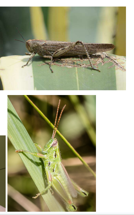 <p>What is hte name of this bug </p>