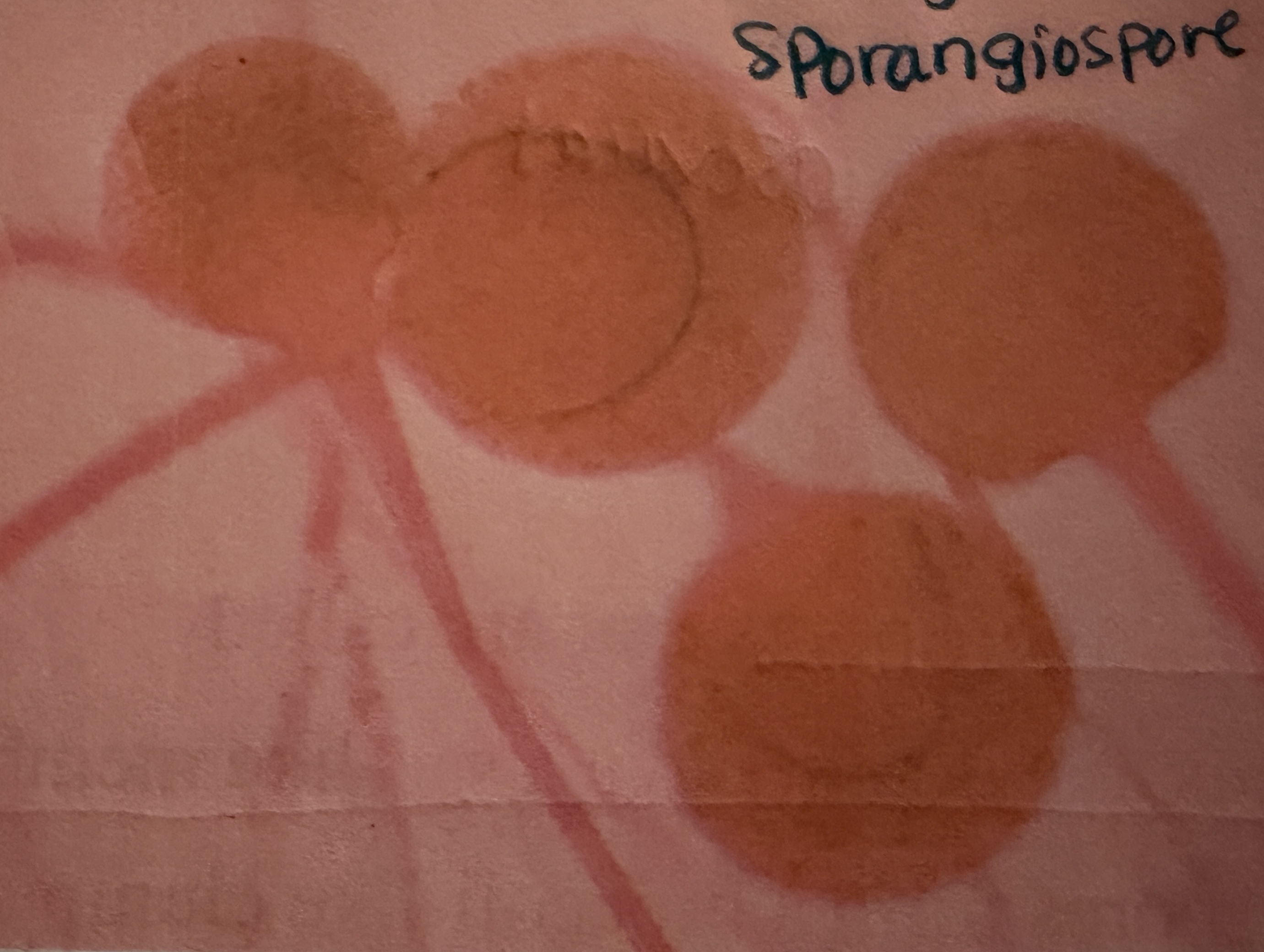 <p>Rhizopus nigricans sporangiospore</p>
