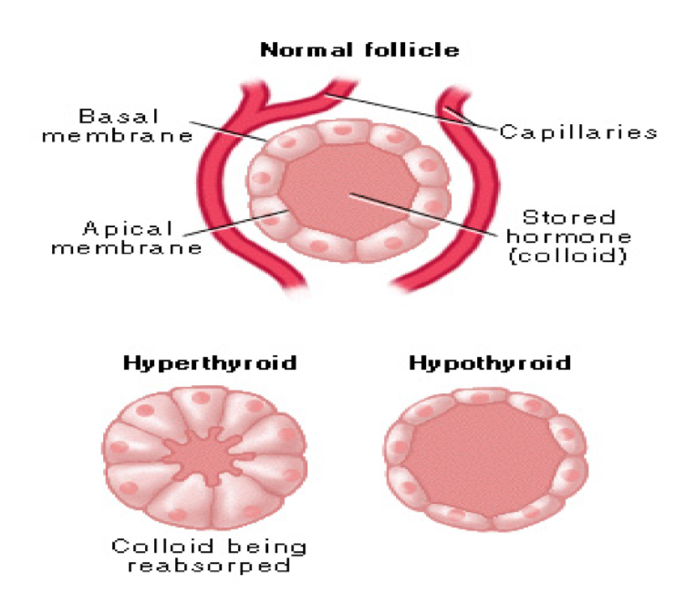 <p>Stored in the lumen - colloid</p><ul><li><p>Thyroid folliclle cells produce thyroglobulin protein and stored in the lumen</p></li></ul><p></p>