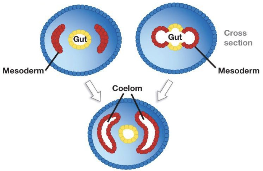 <p>Which one is a protostome and which is a deuterostome? </p>