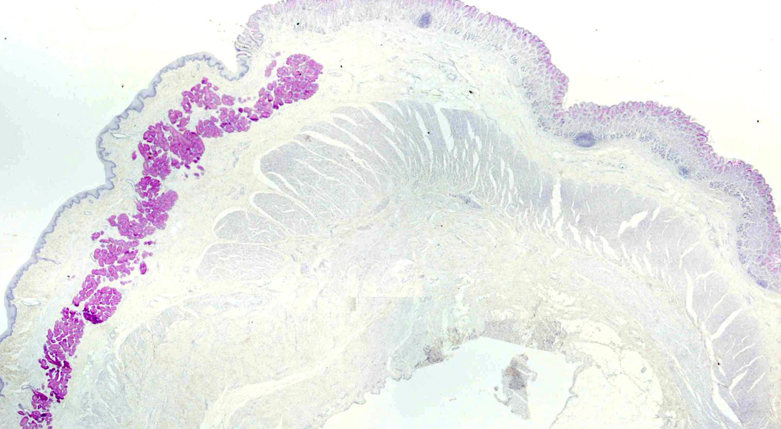 <p>pas positief?</p>