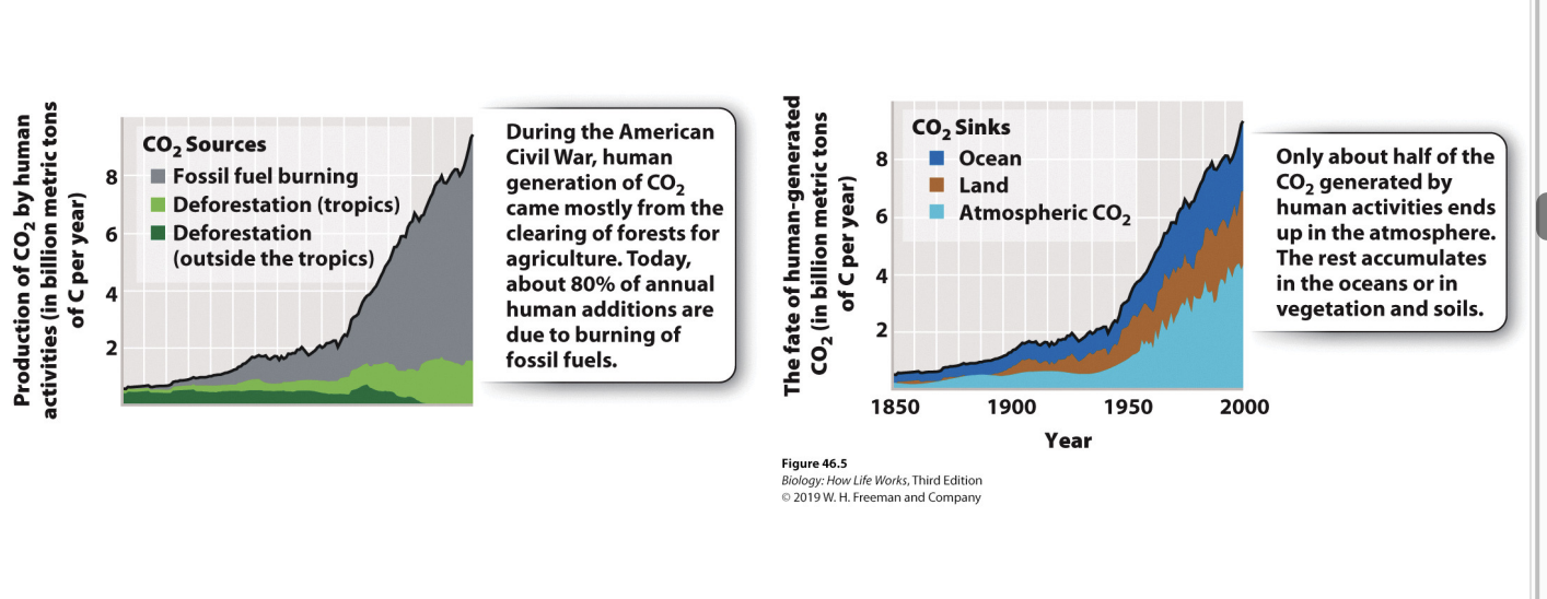 <ul><li><p>~20% à land use changes (deforestation, agriculture) </p></li><li><p>~80% à burning fossil fuels</p></li><li><p><span style="background-color: inherit; line-height: 19.55px; color: windowtext;">Not all ending in atm -> carbon stored in ocean water (deep oceans) -> eventually rise to surface and released into atm</span><span style="line-height: 19.55px; color: windowtext;">&nbsp;</span></p><ul><li><p class="Paragraph SCXO37624524 BCX0" style="text-align: left;"><span style="background-color: inherit; line-height: 19.55px; color: windowtext;">Carbon come out of ocean eventually</span><span style="line-height: 19.55px; color: windowtext;">&nbsp;</span></p></li></ul></li></ul><p></p>