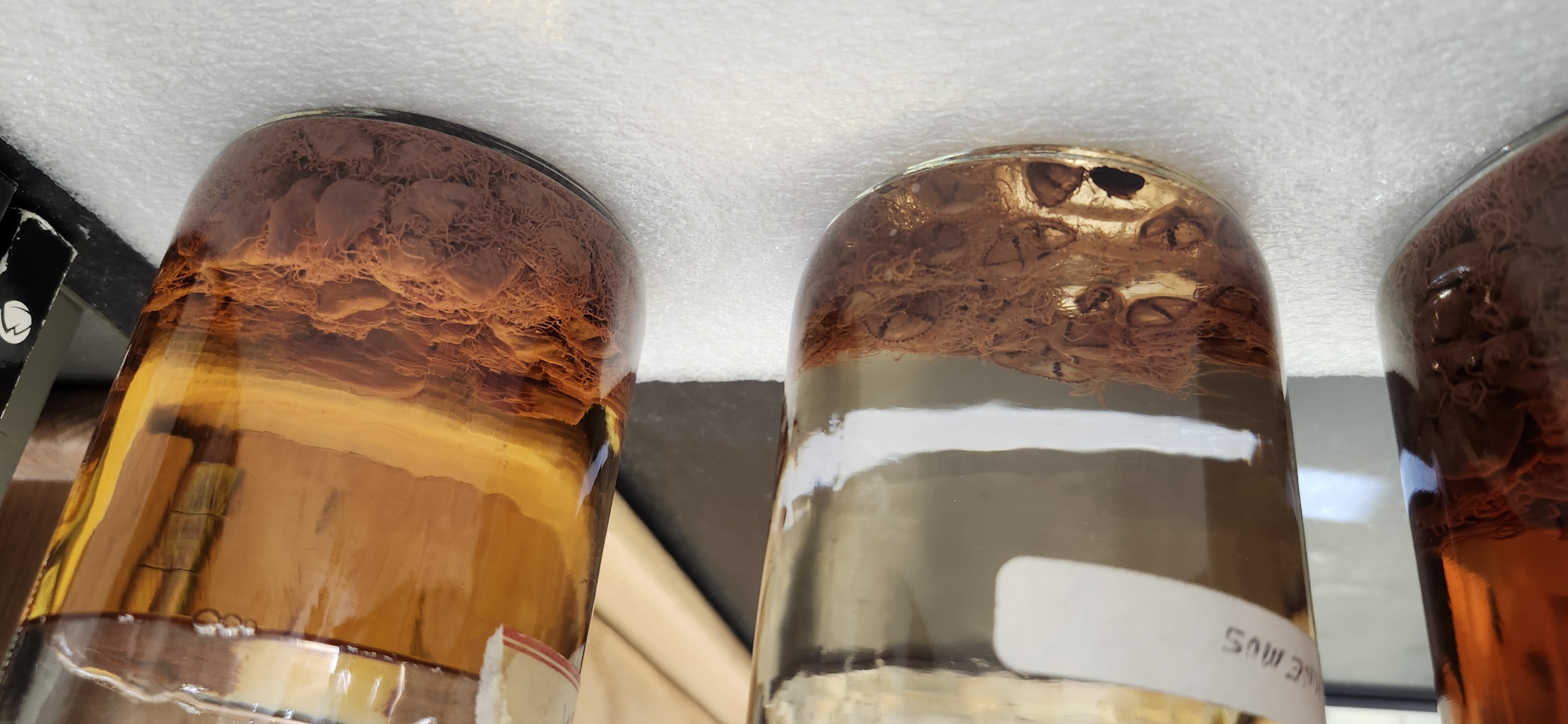 <p>Look at the Gonionemus specimen</p>