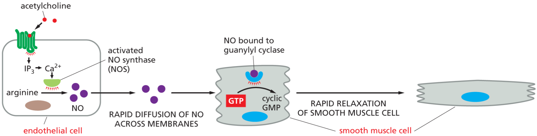 <p>a secondary messenger in response to GCPR activation that is small/hydrophobic enough to pass across the membrane and carry a signal directly to nearby cells.</p><ul><li><p>paracrine</p></li></ul><p><span>Acetylcholine binds to a GPCR on the endothelial cell surface, resulting in activation of G</span><sub>q</sub><span> and the release of Ca</span><sup>2+</sup><span> inside the cell. Ca</span><sup>2+</sup><span> then stimulates <strong>nitric oxide synthase</strong>, which</span><mark data-color="#fff952" style="background-color: rgb(255, 249, 82); color: inherit;"> produces NO from the amino acid arginine.</mark></p><ul><li><p>NO will diffuse into nearby smooth muscle cell and allow cell to relax</p></li></ul><p></p>