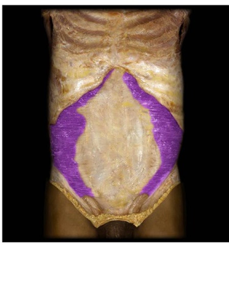 <p>origin: ilium</p><p>insertion: linea alba and pubic crest</p><p>action: compresses abdominal wall</p>