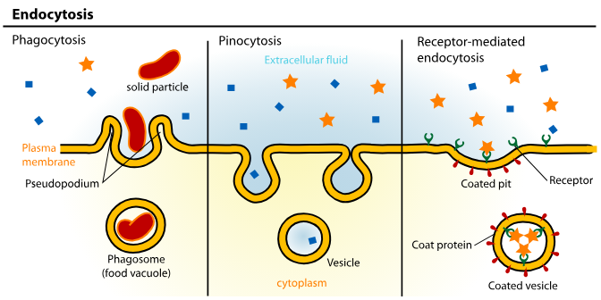 <p>moving substances INTO the cell</p><ol><li><p><strong>phagocytosis</strong>: cell eating (solids)</p></li><li><p><strong>pinocytosis</strong>: cell drinking (liquids)</p></li><li><p><strong>receptor mediated endocytosis:</strong> import specific macromolecules (nutrients, hormones, proteins) by binding them to specialized surface receptors</p></li></ol><p></p>