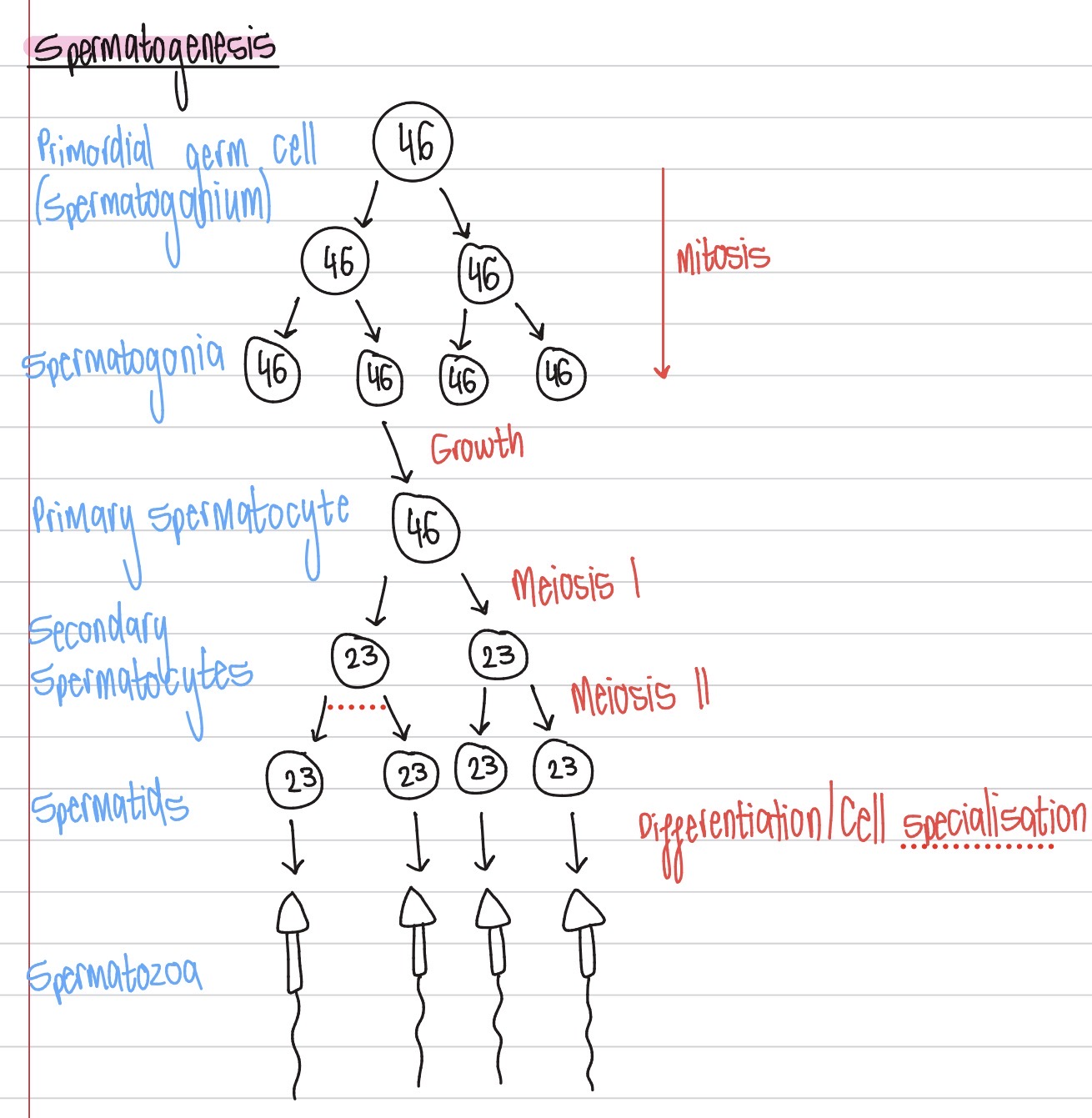 <ol><li><p>Primordial germ cell (spermatogonium) divides by mitosis several times to form spermatogonia</p></li><li><p>Spermatogonia undergo growth to form primary spermatocytes</p></li><li><p>Primary spermatocytes undergo meiosis I to form secondary spermatocytes, which undergo meiosis II to form 4 spermatids</p></li><li><p>Spermatids undergo cell differentiation to form spermatozoa</p></li></ol><p></p>