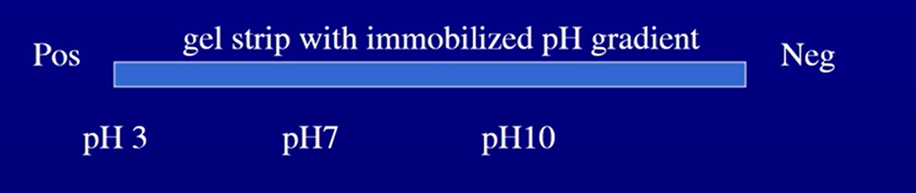 <ul><li><p>charge on a protein depends on the pH</p></li><li><p>All proteins have a particular pH at whihc they have no charge, which is called their isoelectric point</p></li><li><p>pH<pI→ positive charge</p></li><li><p>pH>pI → negative charge</p></li><li><p>pH=pI → no charge</p></li></ul><p></p><ul><li><p>would have a strip with gel and have immoblized pH graident</p><ul><li><p>proteins with positve migrate toward negative electrode until they lose enough protons to lose charge</p></li><li><p>Each stops at its isoelectric point → no charge</p></li></ul></li></ul><p></p><ul><li><p>Put this gel on top on regular SDS-page gel</p><ul><li><p>run a current and separate by size</p></li></ul></li></ul><p></p>