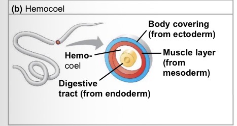 <p>Body cavity between mesoderm and endoderm</p>
