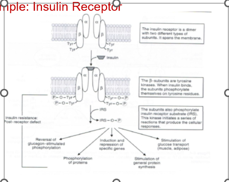 <p>insulin receptor</p><ul><li><p>amino acid-based in structure (water soluble), but does NOT USED G PROTEIN COUPLED RECEPTOR</p></li><li><p>works without a second messenger system</p></li><li><p>insulin receptor in cell membrane (tyrosine kinase) that can phosphorylate something, then activating the downstream signalling </p></li><li><p>insulin acts in opposite of glucagon, tells the cell to stop release glucose (bring glucose inside instead) also does protein and fat synthesis (food is used to build proteins and any extra sugar is stored as fat)</p></li></ul><p></p>