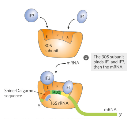 <p>The 30S subunit binds IF1 (at the A site) and IF3 (at the E site), then the mRNA. IF3 prevents the 30S and 50S subunits from combining prematurely. On the mRNA, the Shine-Dalgarno sequence forms W-C interactions with 16S rRNA (part of the ribosome), allowing for the initiating (5’)AUG to its correct position (the P site) (the mRNA is complementary to a sequence in the rRNA)</p><p></p>