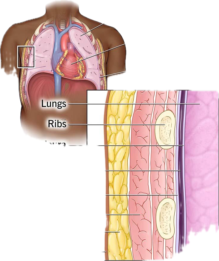 <p>Visceral Pleura- directly covers the lung surface.</p>