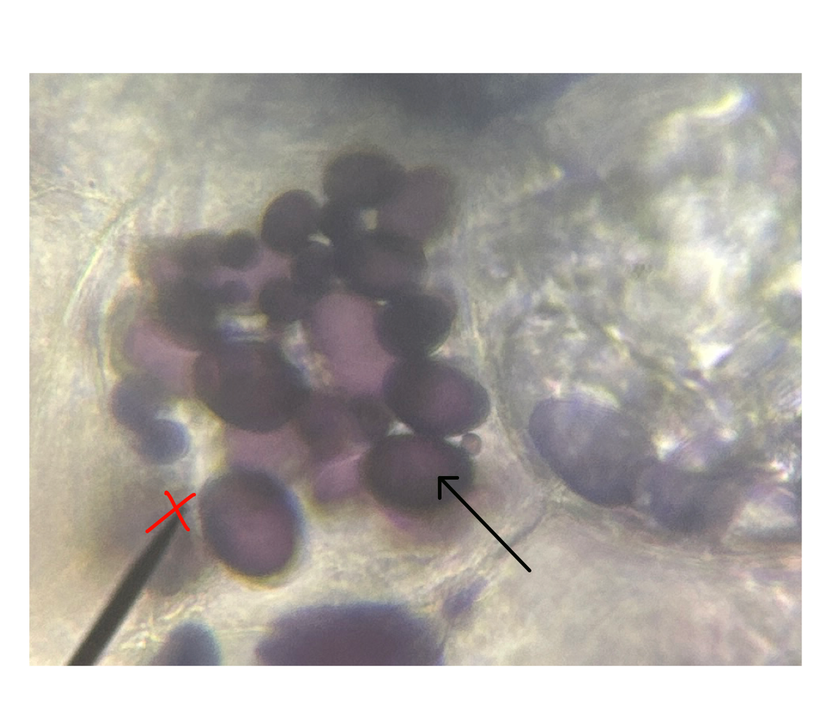 <p>In this Plant Cell, what is the arrow pointing to?</p>