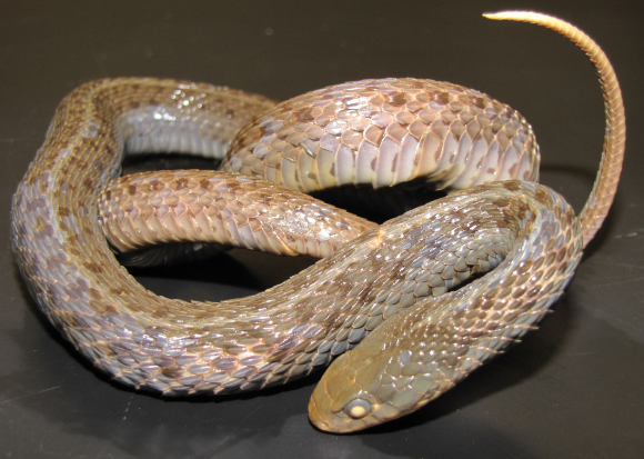 <p>Common name, Family, Scientific Name?</p>