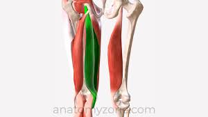 <p>Flexes leg at the knee and extends thigh at the hip</p>