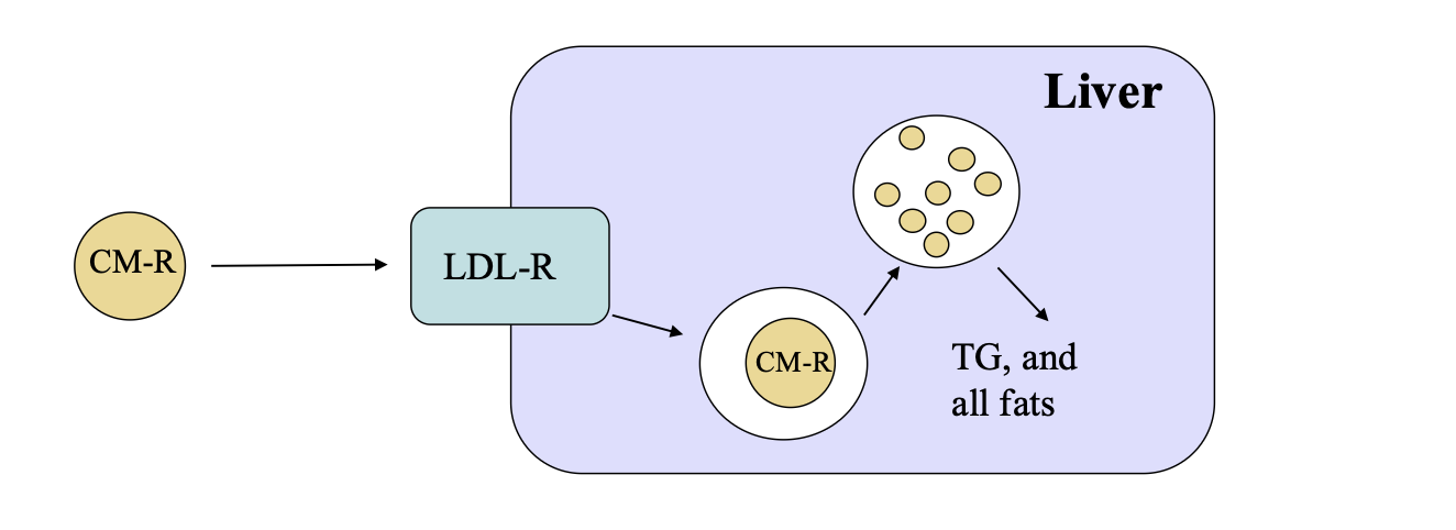 <p>how do CM get absorbed in liver</p>