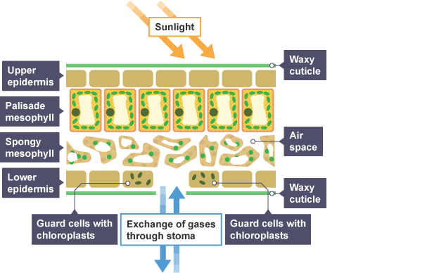 <p>What is the function of stomata? (3)</p>