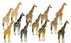 <p>genetic differences within a species</p>