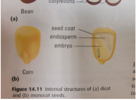 <p>Monocot (Corn)- label</p>