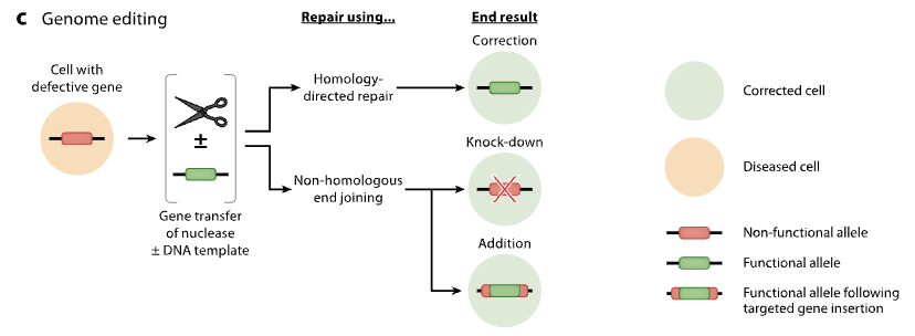 <p>involves replacing a defective gene with a healthy copy</p>