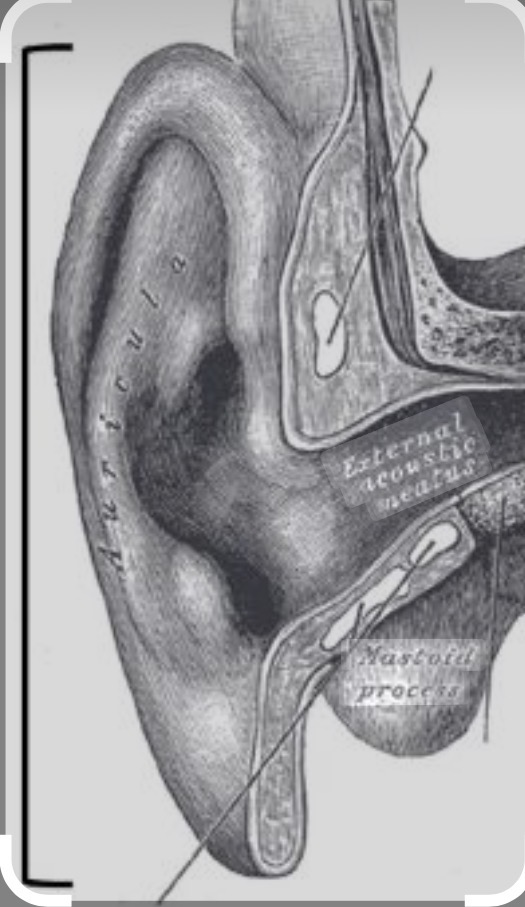 <p>External/Outter ear</p>