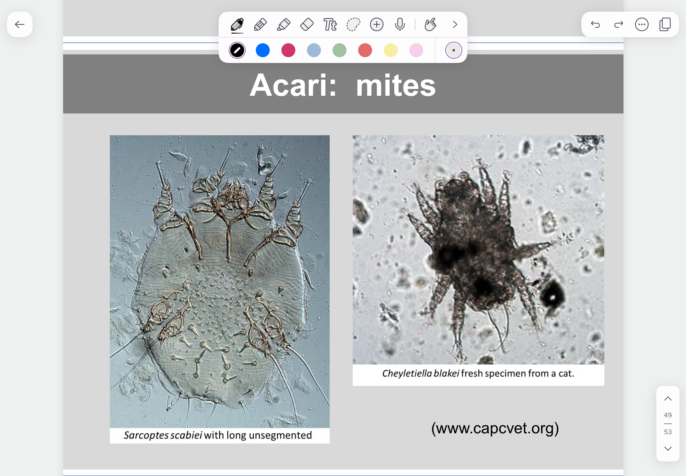 knowt flashcard image