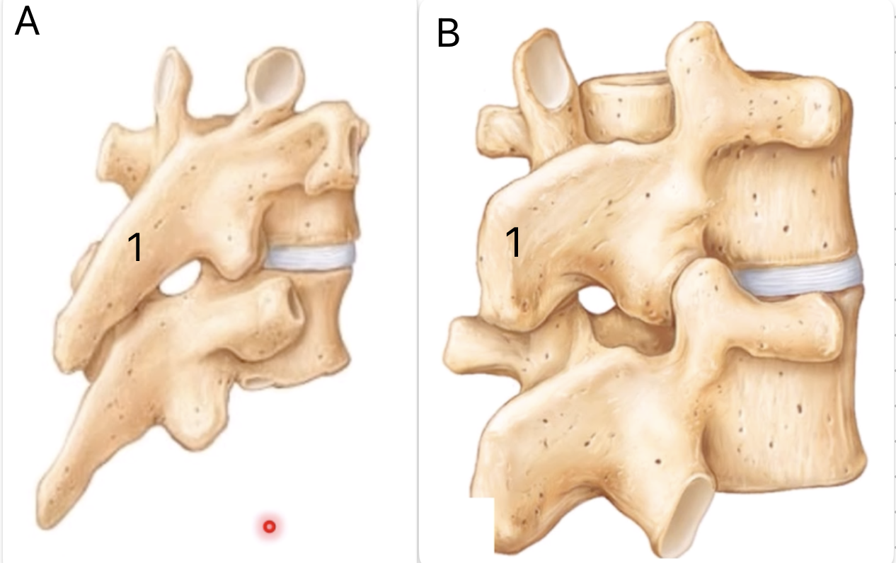 <p>Which is thoracic and which is lumbar?</p>